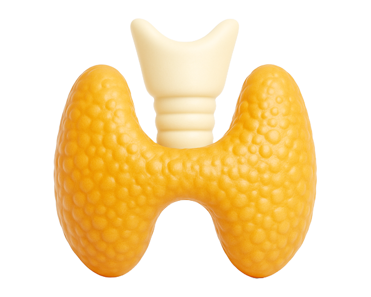 Эндокринолог